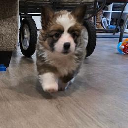 Frisky - Sable female Pembroke Welsh Corgi puppy in Clever, Missouri from Creme De La Creme Corgis