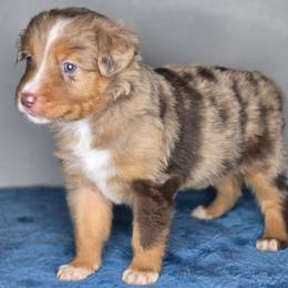 Molly - Red merle female Miniature Australian Shepherd puppy in Harlingen, Texas from GulfCoastKennels