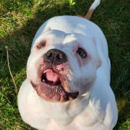 American Bullies from BMMB