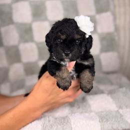 Cappuccino - Tri-color female Bernedoodle puppy in Sweetwater, Florida from Sandy Snout Doodles