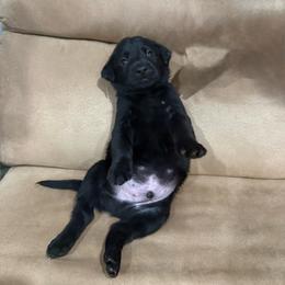 Boy 3 - Black male Labrador Retriever puppy in Four Oaks, North Carolina from Old Mill Retrievers