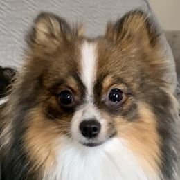 Brandy - Pomeranian