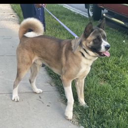 Mufasa - Akita