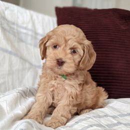 Cockapoo Puppies from Greta's Cockapoos