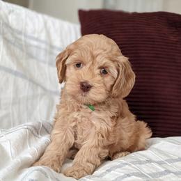 Cockapoo Puppies from Greta's Cockapoos