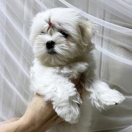 Maltese Puppies from Platinum Dunes Maltese Kennel
