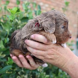 Lupin - male Golden Mountain Doodle puppy in Murray, Utah from Good Looking Dogs