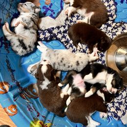 Miniature Australian Shepherd puppies from Crest View Minis