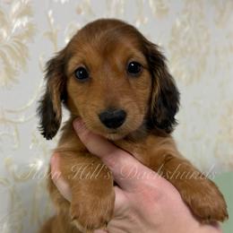 Sadie - Cream female Dachshund puppy in Jonesboro, Illinois from Twin Hills Dachshunds