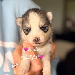 Brioche - Silver and white female Pomsky puppy in Centerville, Iowa from LJ Kennels Pomskies, LLC