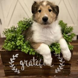 Mike - Sable male Collie puppy in Chilhowie, Virginia from Jolly Collies
