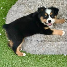 Tri female - Black tri female Miniature Australian Shepherd puppy in Lemon Cove, California from Magic Ranch Mini Aussies