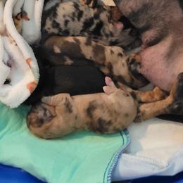 Dachshund puppies from Russell Farms Dachshund