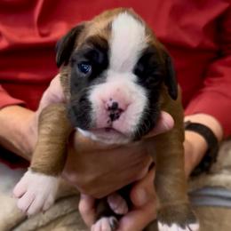 Flashy fawn - Fawn female Boxer puppy in Sultan, Kansas from Aphrodite Boxers Von Kesler Haus