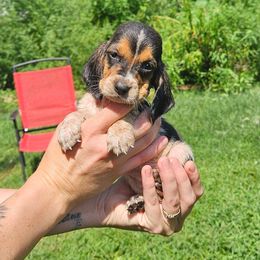 Scherbatsky - Black white and brown female Basset Hound puppy in Pleasant Lake, Michigan from Pleasant Bay Basset Hounds