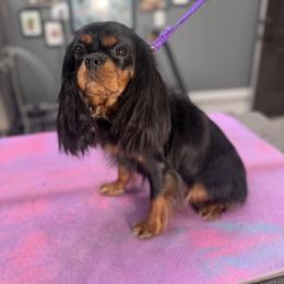 Meg - Cavalier King Charles Spaniel