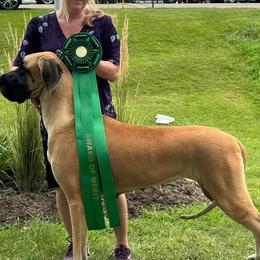 Stella - Great Dane