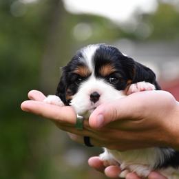 Jane - Tri-color female Cavalier King Charles Spaniel puppy in Hixson, Tennessee from Erickson Cavaliers