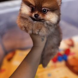 Cedar - Beaver sable male Pomeranian puppy in Harrisonville, Missouri from Cindy's Pomeranians