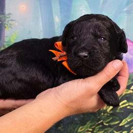 Pumpkin - Black male Goldendoodle puppy in Springfield, Oregon from Oregon's Oodles of poodles & doodles