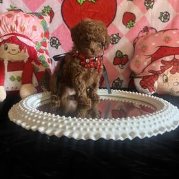 Assorted Doodle Crosses, Maltese, and Poodle Puppies from House of Poodles