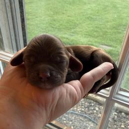 Rocket Pop - Brown male Cocker Spaniel puppy in Advance, North Carolina from Rome & Reign Farm
