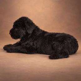 Flynn - Black male Giant Schnauzer puppy in Helena, Alabama from The Copper Cottage Canines LLC