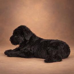 Flynn - Black male Giant Schnauzer puppy in Helena, Alabama from The Copper Cottage Canines LLC
