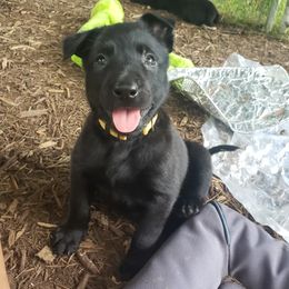Dutch Shepherd Puppies from Blackcraft K9
