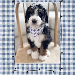 Rocket - Tri-color male Bernedoodle puppy in Central, Arizona from Cotton Lane Puppies