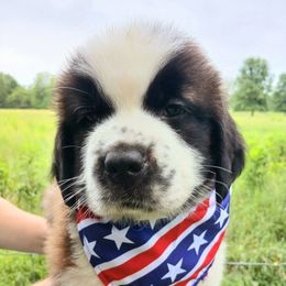 Hamilton (long haired) - Brown and white male Saint Bernard puppy in Kinsman, Ohio from Coleman Saint Bernards of Ohio