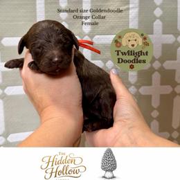 Morel - Orange Collar - Chocolate female Goldendoodle puppy in Garland, Texas from Twilight Doodles