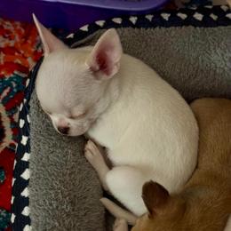 Lumiere - Cream and white male Chihuahua puppy in Spring Hill, Florida from Stardom Chihuahuas & CKCS