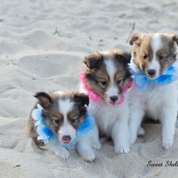 Shetland Sheepdog Puppies from Sweet Sheltie Blessings