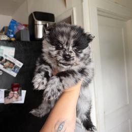 Bandit - Merle male Pomsky puppy in Kingston, Michigan from Browns Pomskys