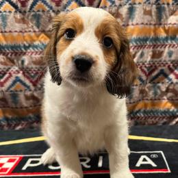 Dreamer - White and red female Nederlandse Kooikerhondje puppy in Seattle, Washington from Danube Kooikerhondjes