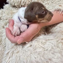 Blackberry Pie Black collar - Piebald female Dachshund puppy in Bremen, Georgia from Jones Royal Kennels / Jones Miniature Dachshunds