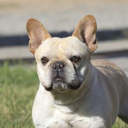 Gunner - French Bulldog