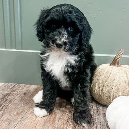 Brie - Black and white female Aussiedoodle puppy in Flagstaff, Arizona from Gunstock Doodles