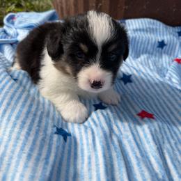 Banner - Black and tan male Pembroke Welsh Corgi puppy in Bloomfield, Iowa from Beebe’s Corgis & Doxies