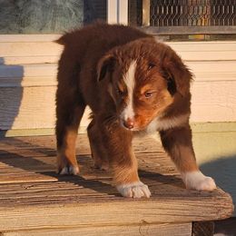 Coco - Red tri-color male Australian Shepherd puppy in Powell, Wyoming from Waterworth Australian Shepherds