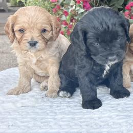Cavapoo puppies from Desert Willow Cavapoos