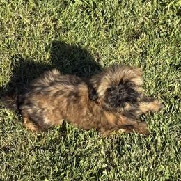Girl 2 - Gold female Shih Tzu puppy in Rock, West Virginia from Willow Tree Haven Shih Tzu