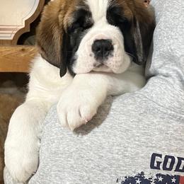 Saint Bernard Puppies from St Bernard Kingdom, LLC