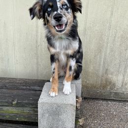 Graffiti - Miniature Australian Shepherd