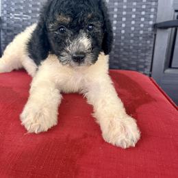 Poodle Puppies from KD's Luxury Nursery