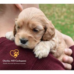 Cockapoo Puppies from Chesley Hill Cockapoos