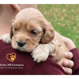 Cockapoo Puppies from Chesley Hill Cockapoos