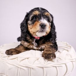 Sally - Tri-color Bernedoodle puppy in Saratoga Springs, Utah from Saratoga Springs Doodles