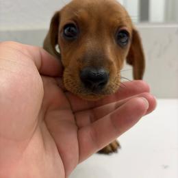 Boy 2 - Red male Dachshund puppy in City Of Atwater, California from Lil One Acre